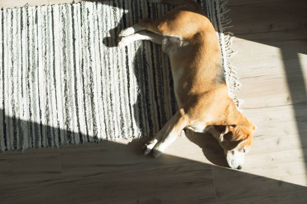 istock Lazy beagle dog sleeping on striped mat on laminate floor and warming under summer sunrays. 1166409262