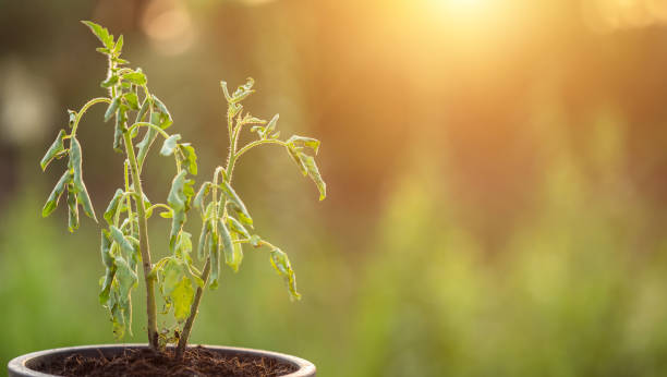istock Dead plant in plastic pot on wooden table with copy space 1166409352