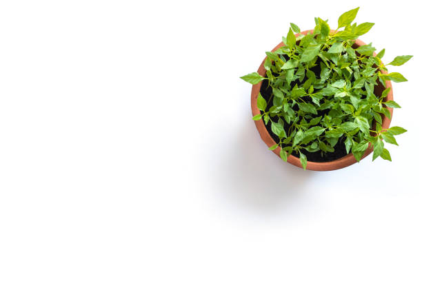 istock Young fresh Thai chilli tree in garden pot isolated on white 1166410542