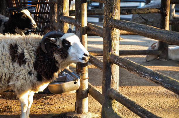 istock Jacob sheep in the zoo. 1166412221