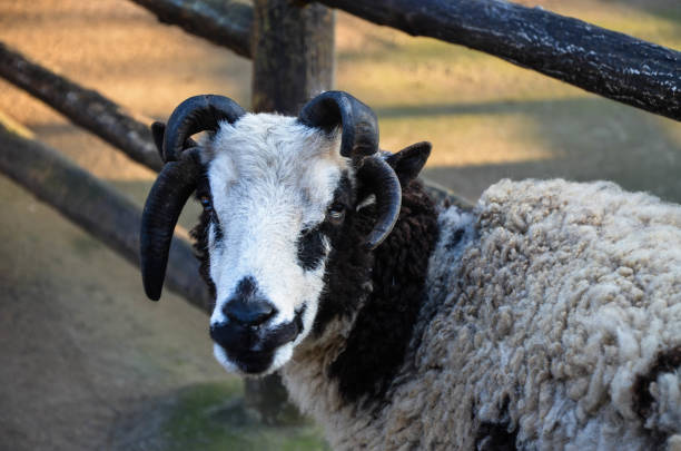 ovejas jacob en el zoológico. - jacob sheep fotografías e imágenes de stock
