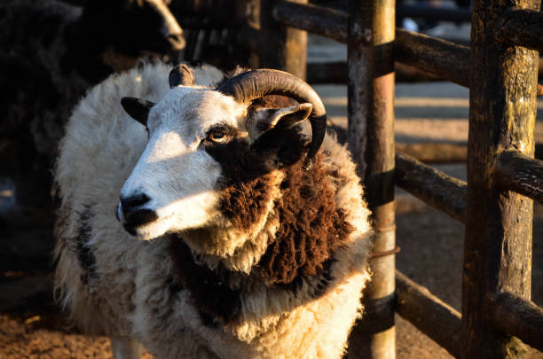 a Jacob sheep looks a bit dubious