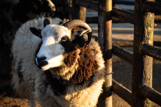 ovejas jacob en el zoológico. - jacob sheep fotografías e imágenes de stock