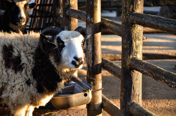 istock Jacob sheep in the zoo. 1166412568