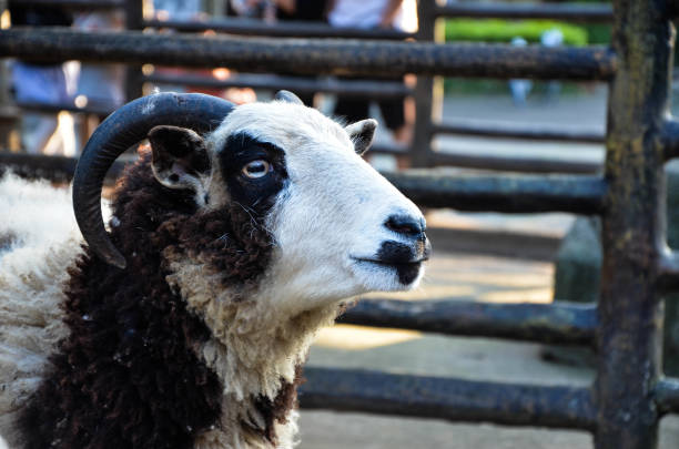 ovejas jacob en el zoológico. - jacob sheep fotografías e imágenes de stock