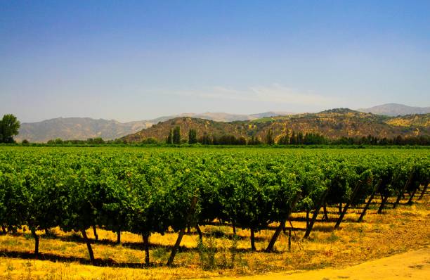 vista sobre el viñedo verde que contrasta con el suelo de color naranja amarillo y las colinas sobre el fondo azul del cielo en el valle - fotos de viñedos chilenos fotografías e imágenes de stock