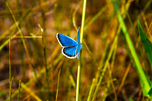 A blue butterfly sits on a wildflower against a background of red-green tones.
