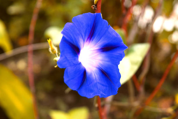 niebieski kwiat petunia na tle wielokolorowych odcieniach. - colortones zdjęcia i obrazy z banku zdjęć