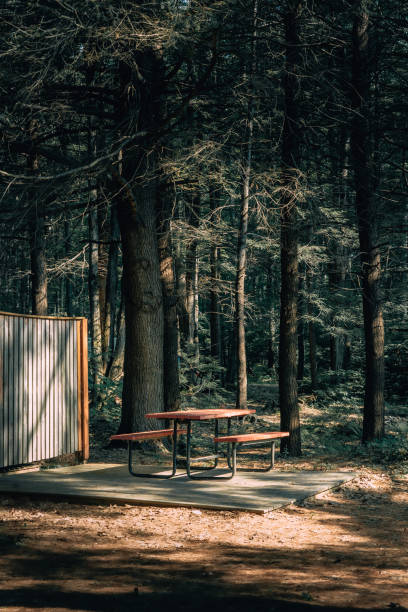 istock Picnic table in a wooded area 1166416254