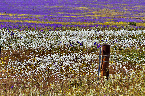 Colorful wildflowers in farm field along Ajana-Kalbarri Road in Western Australia