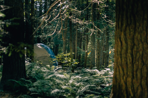 A tent in an undergrowth.