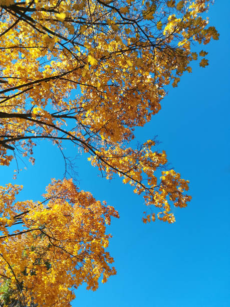 istock yellow leaves on tree branches against the blue sky. 1166419319