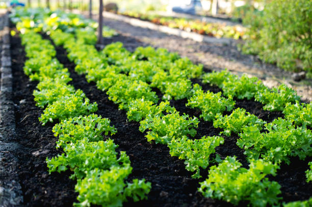 huerto de agricultores sin agricultores concepto de huerto, cocina y alimentos no tóxicos - leaf vegetable salad child spring fotografías e imágenes de stock