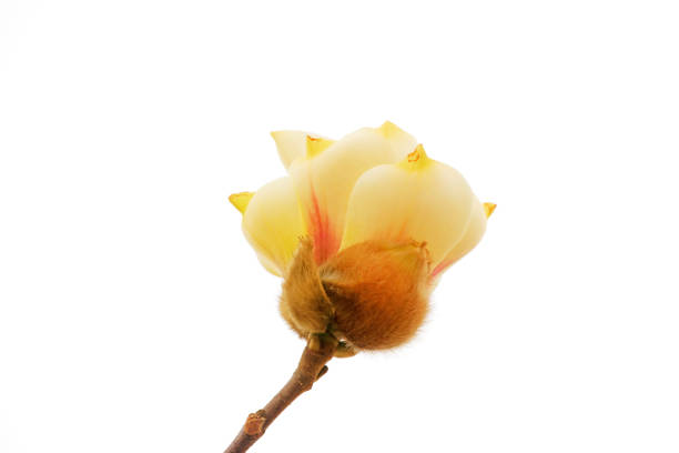 Magnolia flower in a white background\