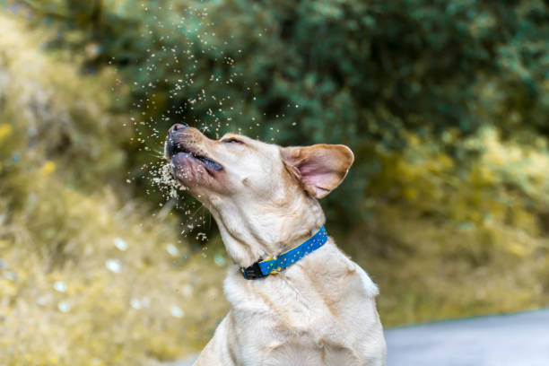 Portrait of a magical Labrador