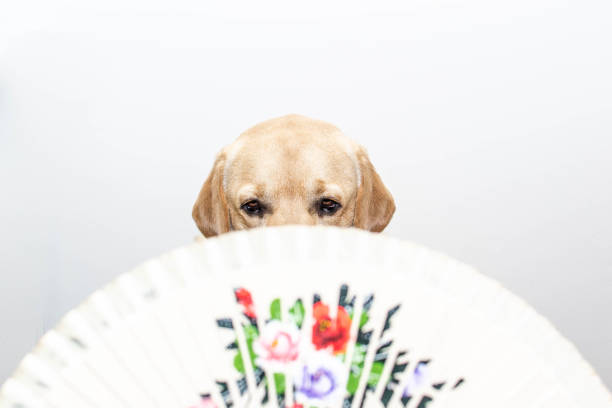 Portrait of a Labrador behind a fan