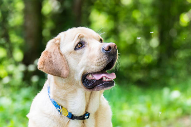 istock Labrador Dog Observes Small Dandelion Seeds 1166422166