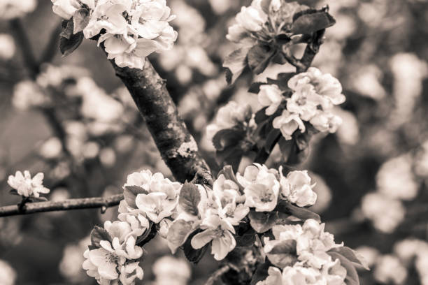 Lightly toned black and white image of blossoms on a branch of an apple tree in spring in the backyard of a garden in Bergen, Norway in late spring or early summer. Shallow depth of field. The background is blurred.