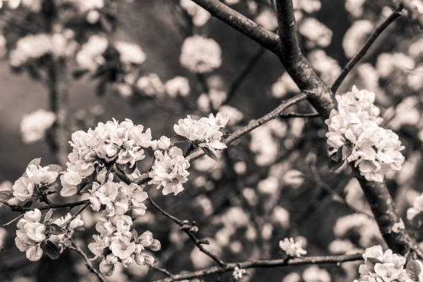 istock Blossoms on a branch of apple tree in spring 1166422971