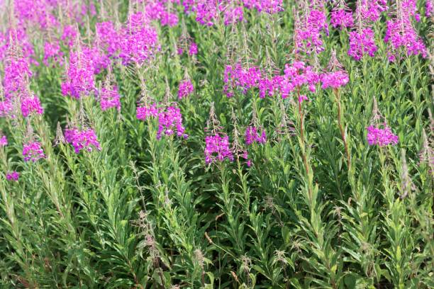 istock Flowering plants of fireweed, Epilobium angustifolium 1166423329