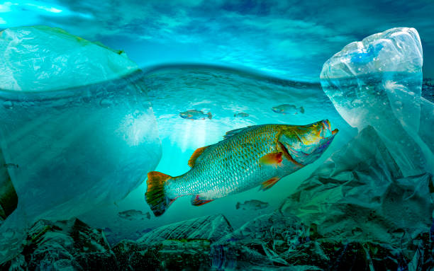istock Plastic pollution in marine environmental problems Animals in the sea cannot live. And cause plastic pollution in the ocean (Environmental concept) 1166424179