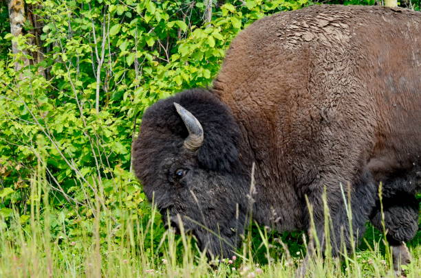 istock Plains Bison in Elk Island National Park 1166424713
