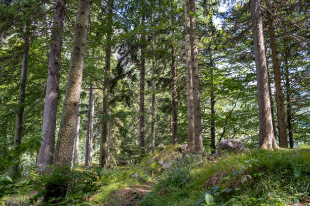 istock Beautiful Green Spruce Tree Forest in Alps 1166424847