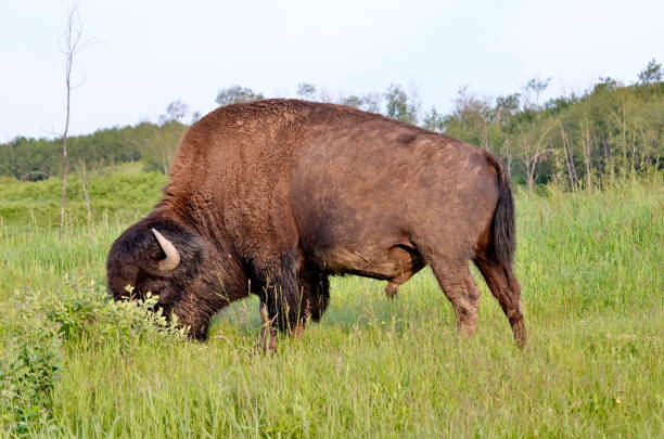istock Plains Bison in Elk Island National Park 1166424893