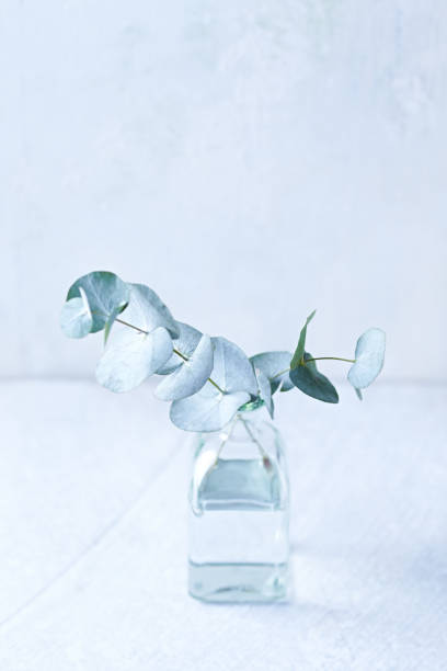 istock Eucalyptus branches in glass vase 1166424905