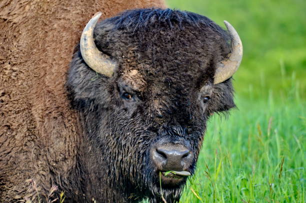 istock Plains Bison in Elk Island National Park 1166424922
