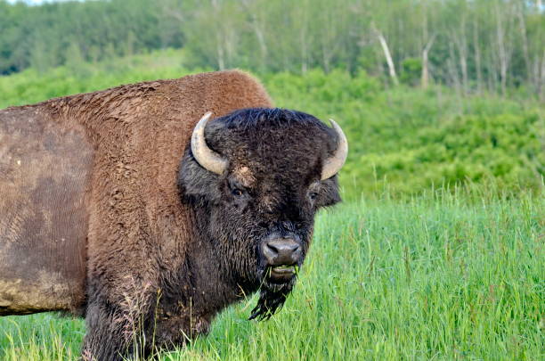 istock Plains Bison in Elk Island National Park 1166425594