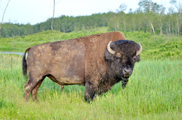 istock Plains Bison in Elk Island National Park 1166425757