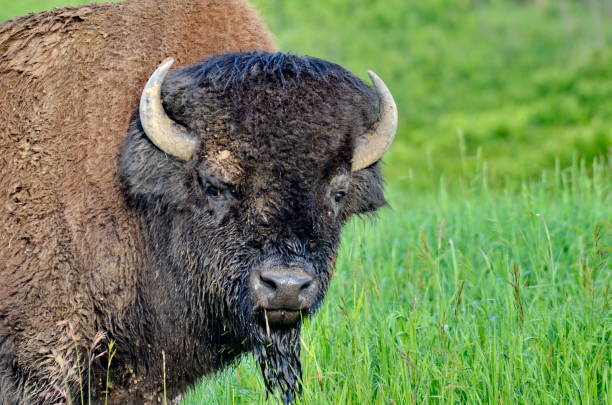 istock Plains Bison in Elk Island National Park 1166425770
