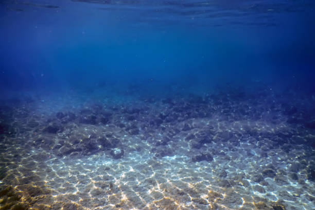 istock Sea Life Underwater View Sunlight, Underwater Life. 1166426160