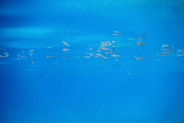 istock Underwater blue background water surface and fishes 1166426284