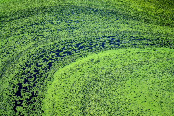 algen verschmutztes wasser. film von algen auf der wasseroberfläche, die die bildung von sauerstoff verhindern und wasserorganismen zum tod führen - algae slimy green water stock-fotos und bilder