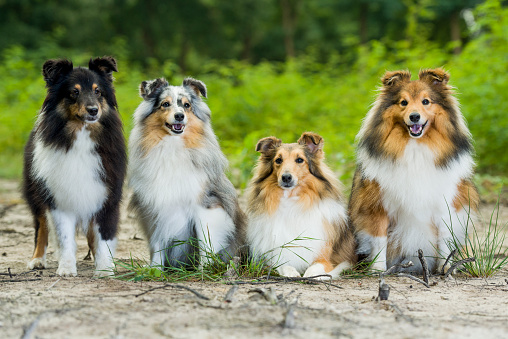 Shetland Sheepdog