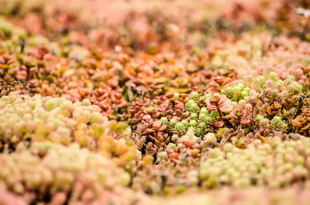 Close-up of a section of a vegetated roof with red, orange, green and pink sedum plants creating a hilly miniature landscape