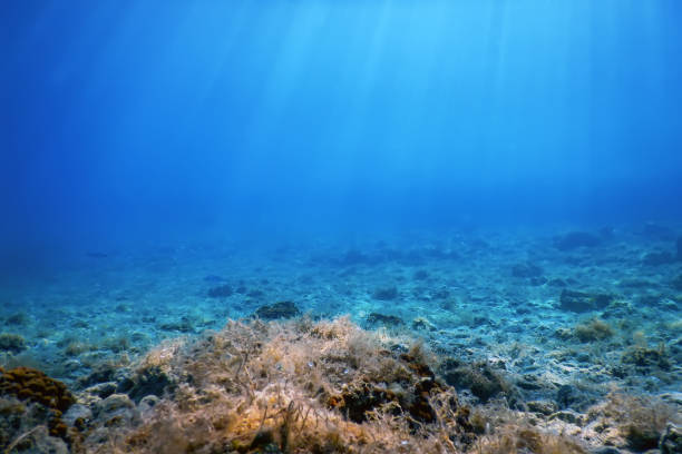 istock Sea Life Underwater View Sunlight, Underwater Life. 1166429209