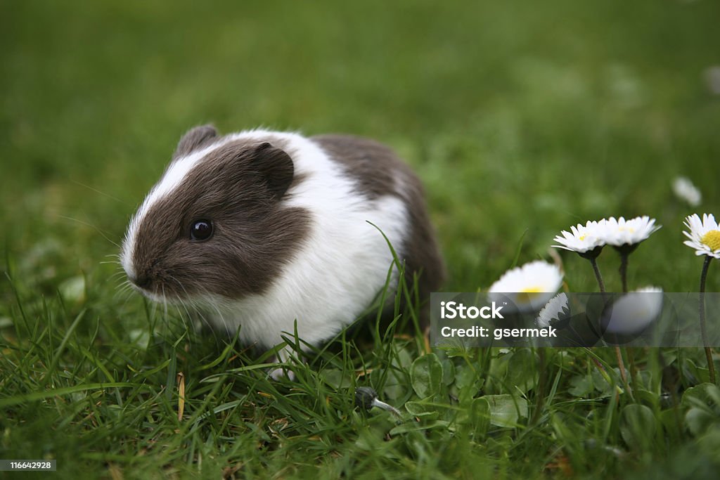 Young guinea pig Young guinea pig between the daisies Dog Stock Photo