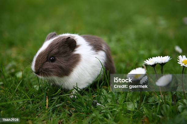 Młody Guinea Pig - zdjęcia stockowe i więcej obrazów Pies - Pies, Świnka morska, Biały