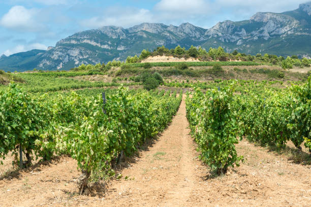 istock Vineyard in summer at Rioja Alavesa, Basque Country, Spain 1166429409