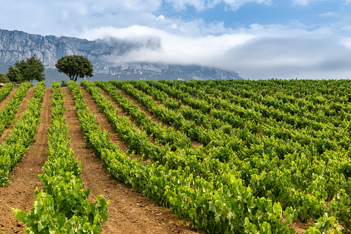 Vineyard in summer at Rioja Alavesa, Basque Country, Spain