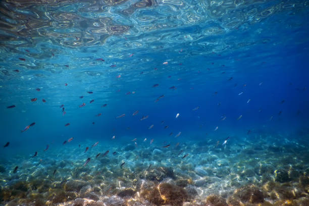 istock Underwater Scene Sunlight, fish Underwater Life. 1166430186