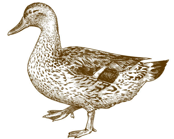 gravur antike illustration von mallard ente - erpel stock-grafiken, -clipart, -cartoons und -symbole