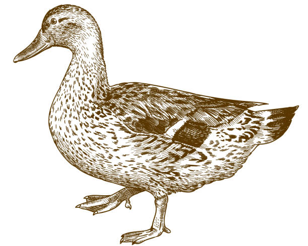 engraving antique illustration of mallard duck Vector antique engraving drawing illustration of female mallard duck isolated on white background duck bird stock illustrations