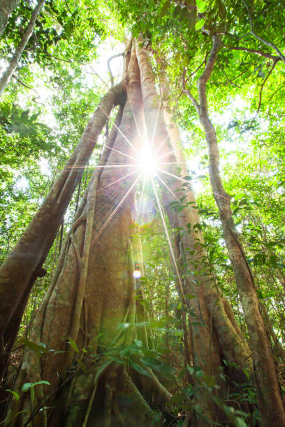 Magical large banyan tree growing in a primeval forest.