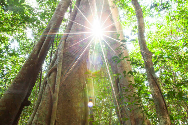 istock Magical large banyan tree growing in a primeval forest. 1166433036