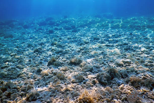 istock Sea Life Underwater View Sunlight, Underwater Life. 1166433141