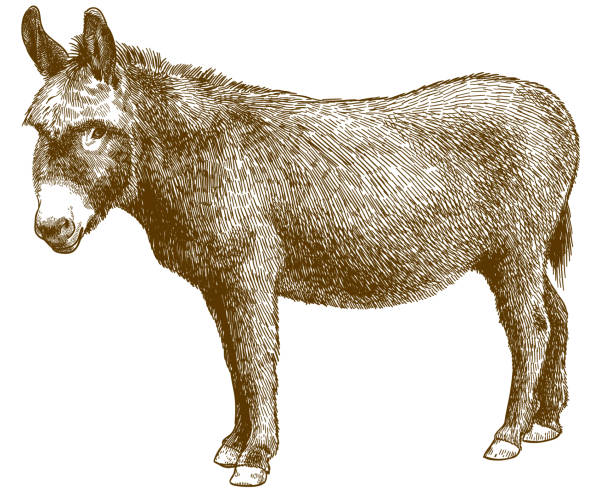 grawerowanie ilustracji burro osioł - mulish stock illustrations